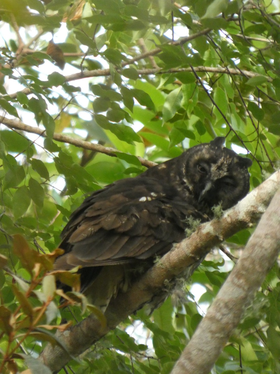 Stygian Owl - ML646771099