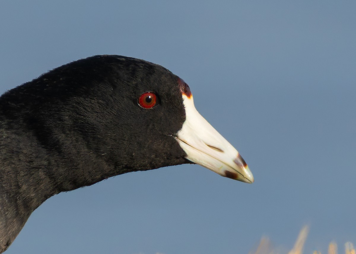 Indianerblässhuhn - ML646771100