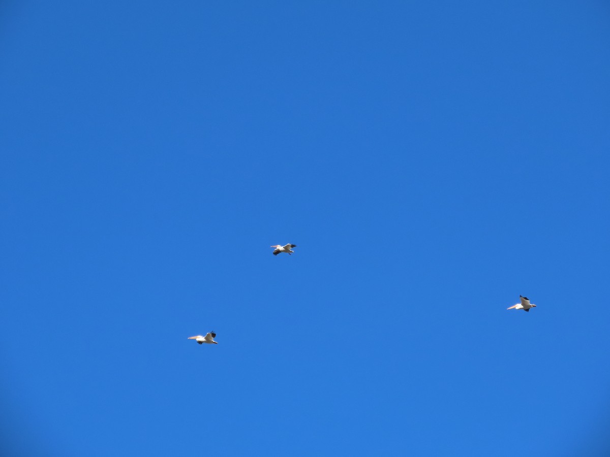 Пелікан рогодзьобий - ML646771101