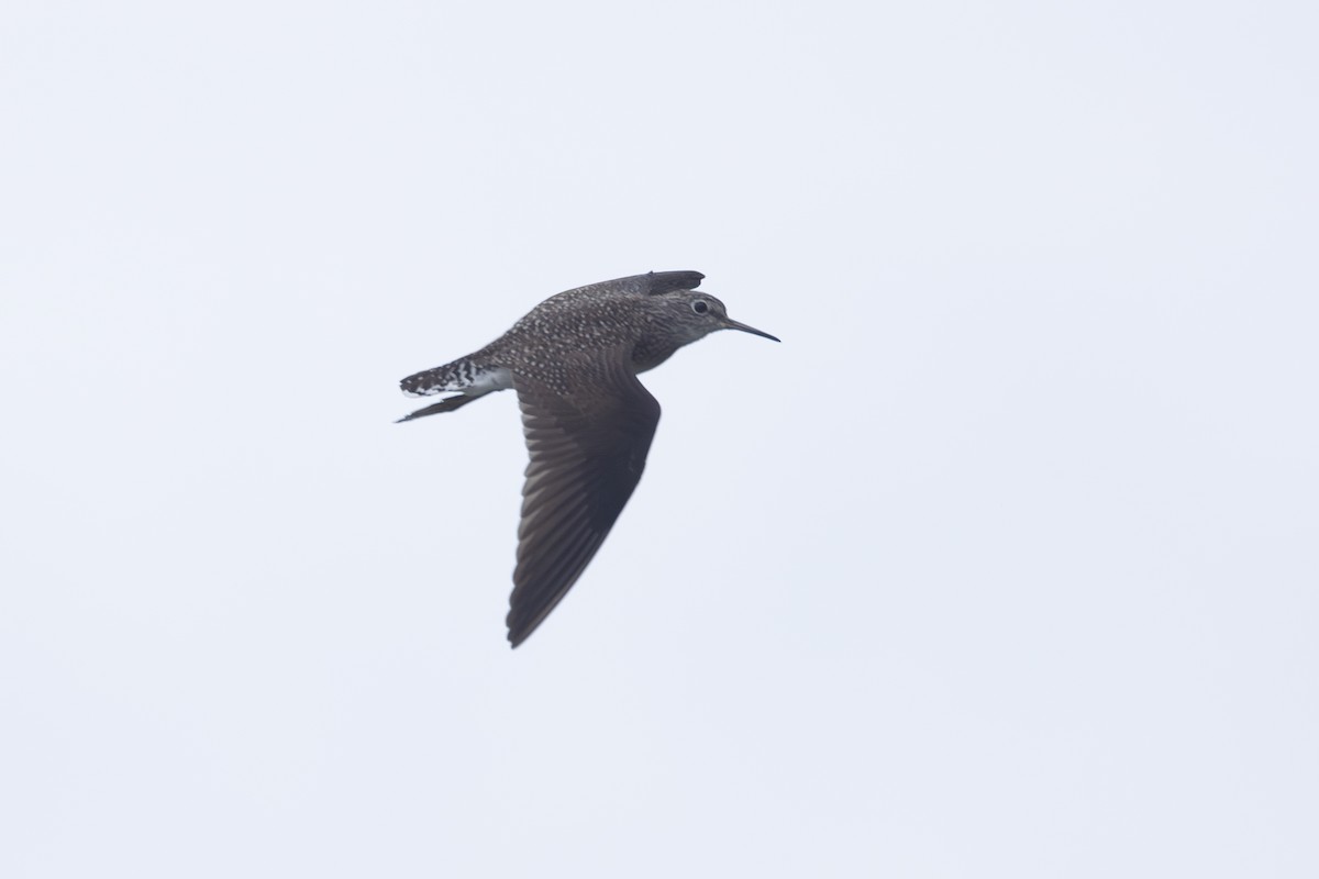 Einsiedelwasserläufer - ML646771103