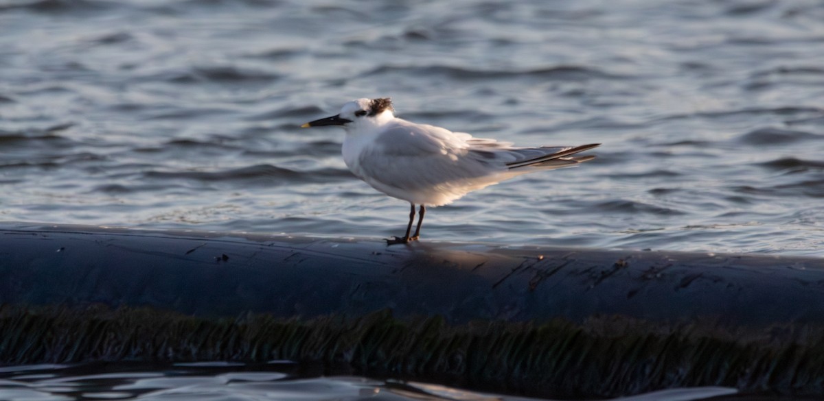 Sandwich Tern - ML646771104
