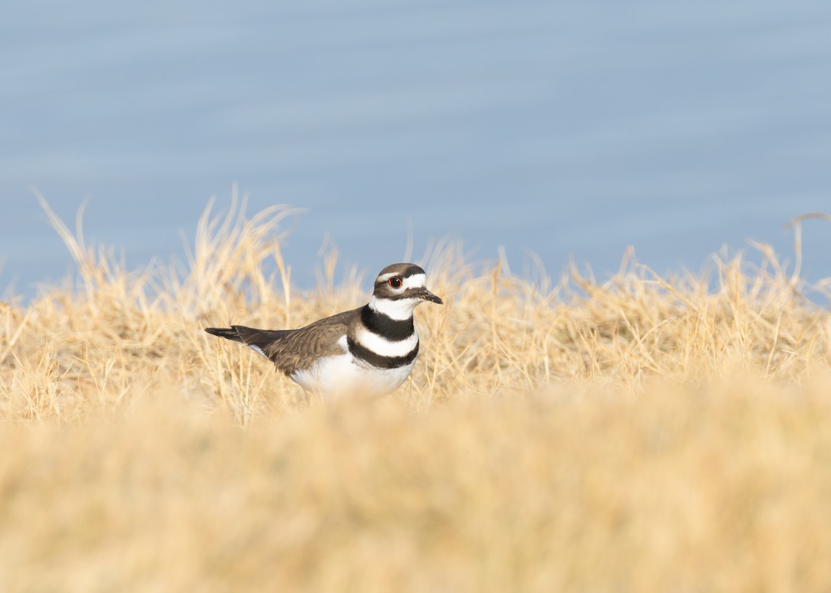 Keilschwanz-Regenpfeifer - ML646771105
