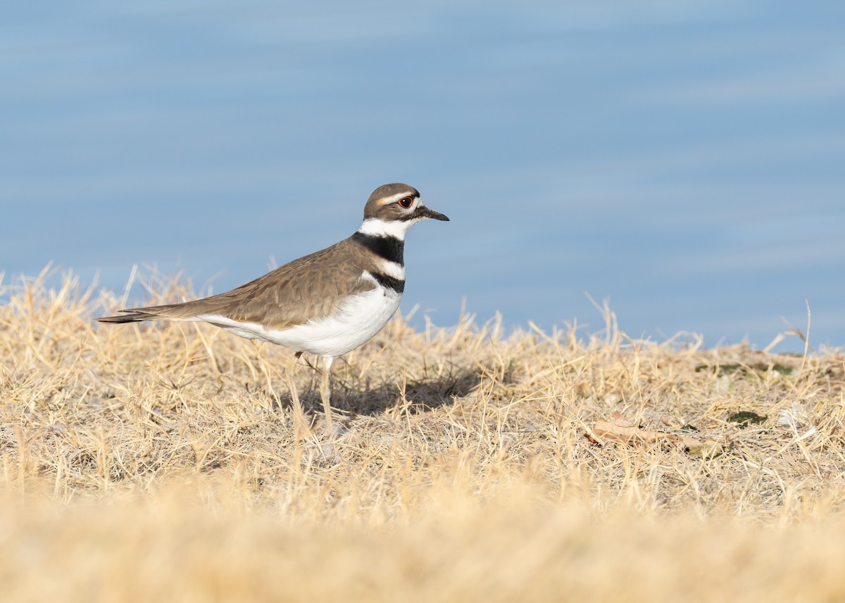Keilschwanz-Regenpfeifer - ML646771106