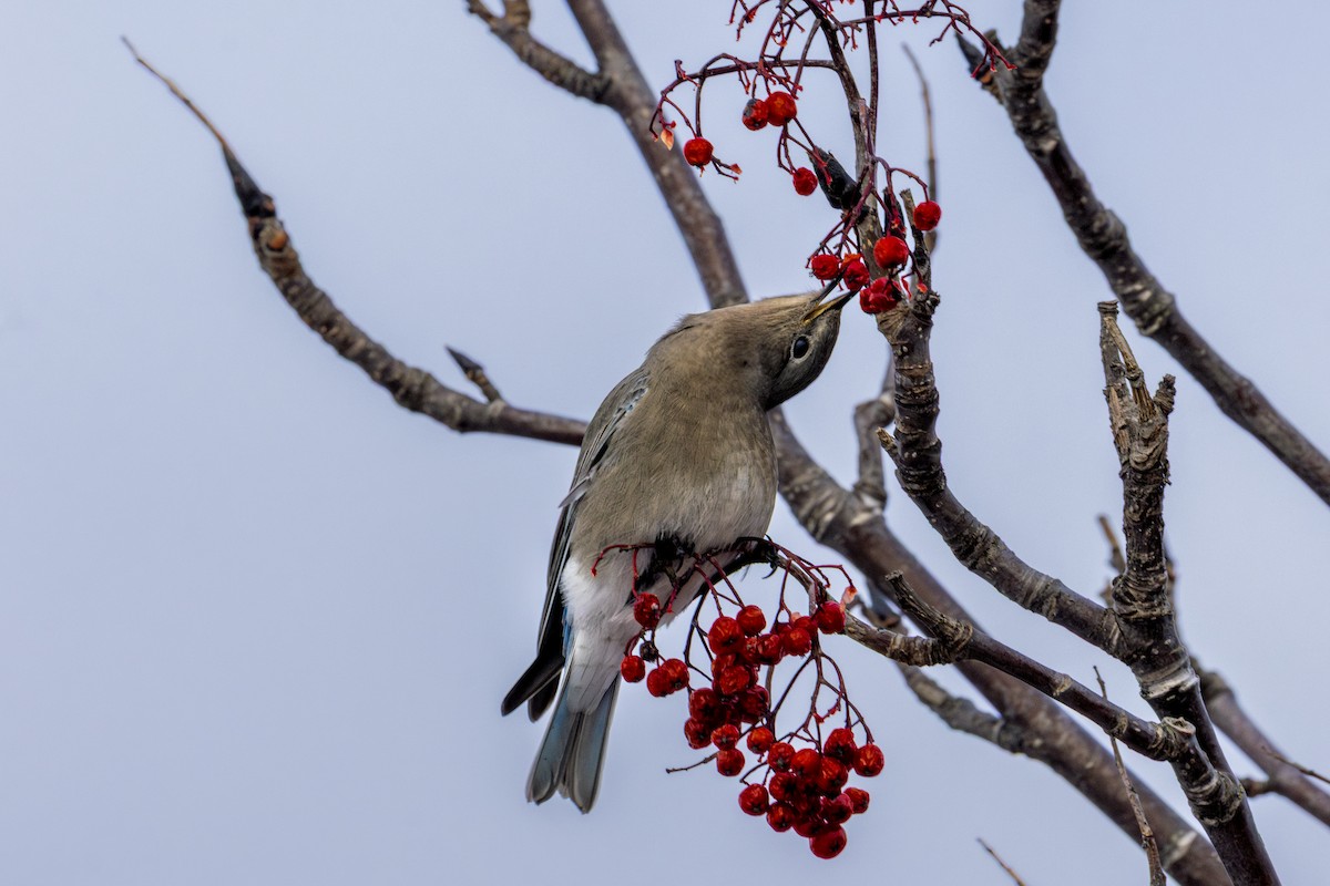 Mountain Bluebird - ML646771107