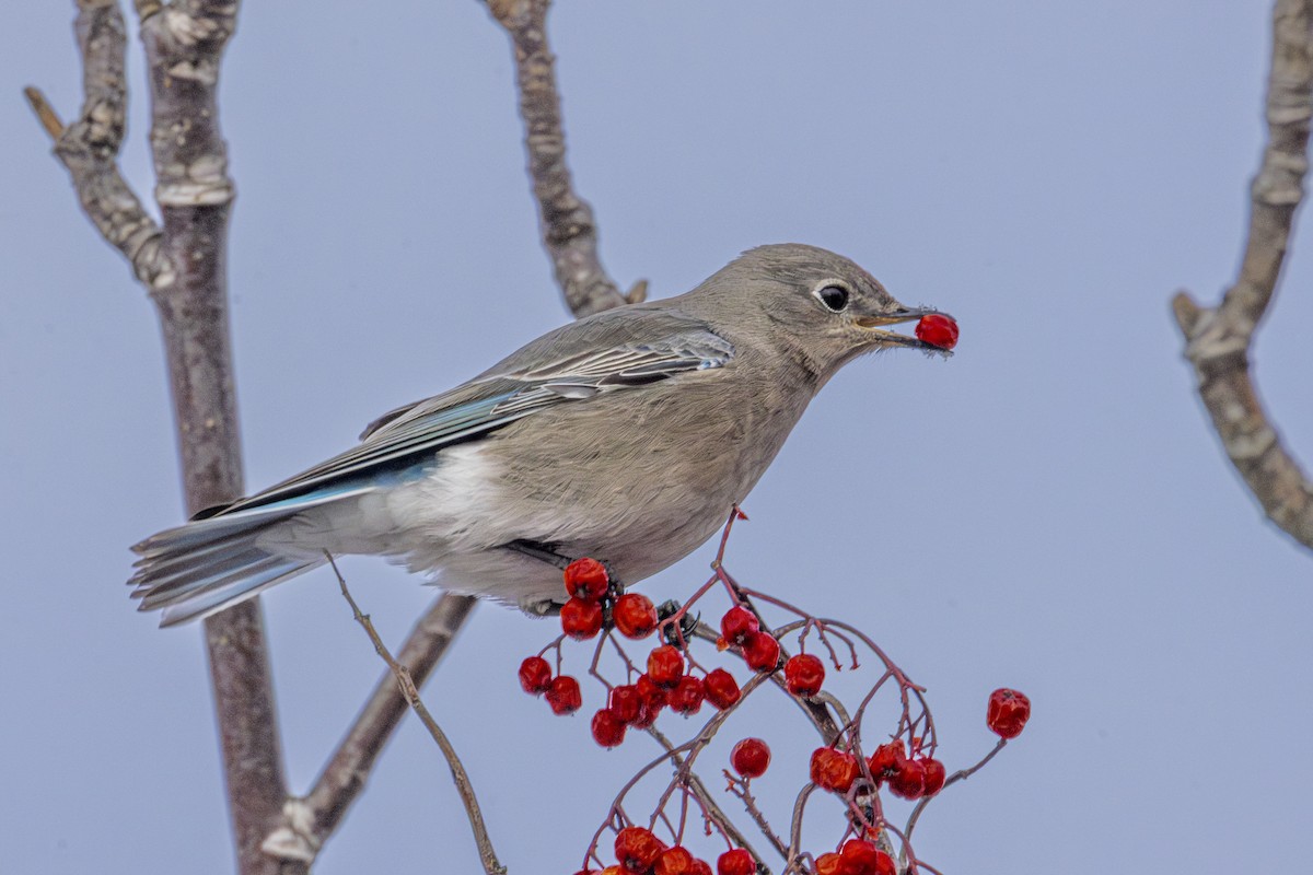 Mountain Bluebird - ML646771109