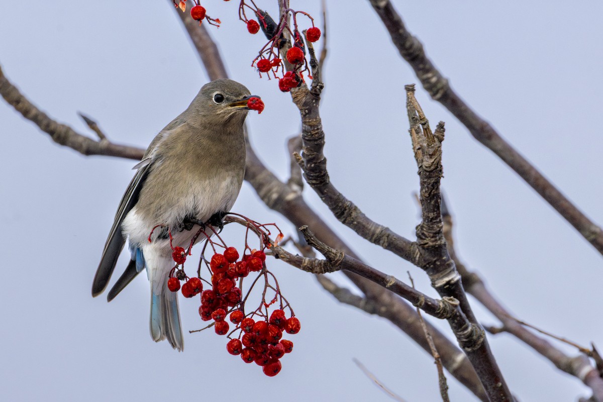 Mountain Bluebird - ML646771110