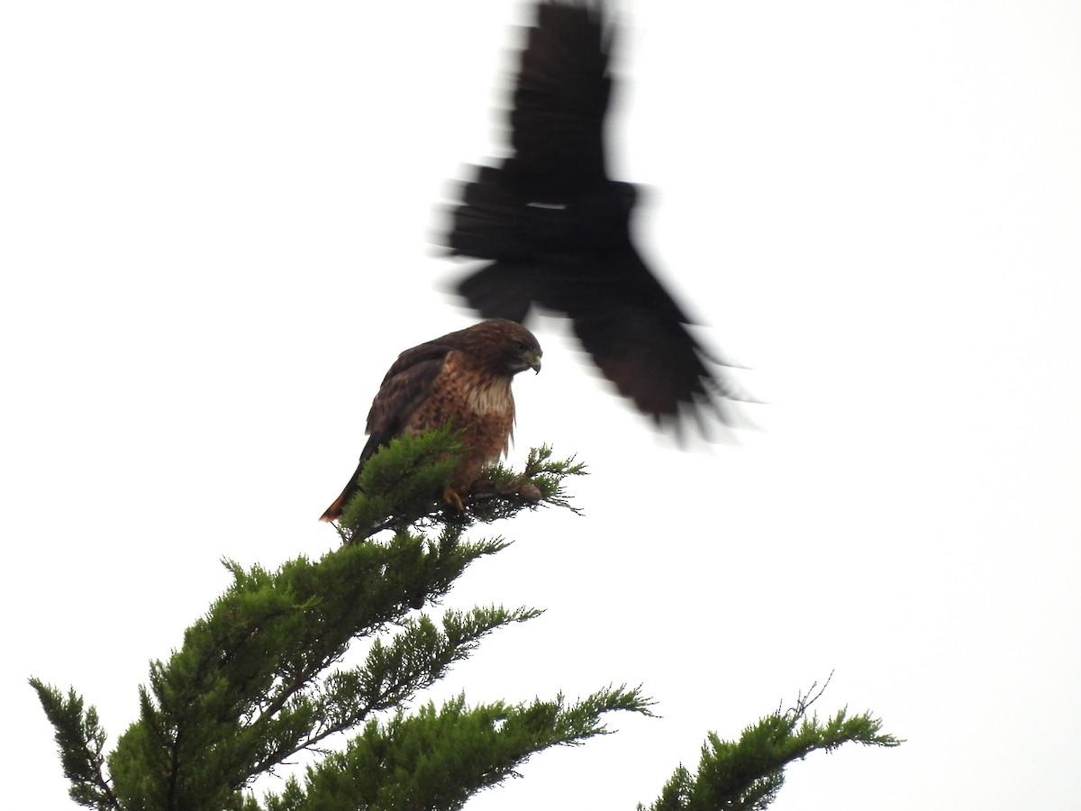 Red-tailed Hawk - ML646771112