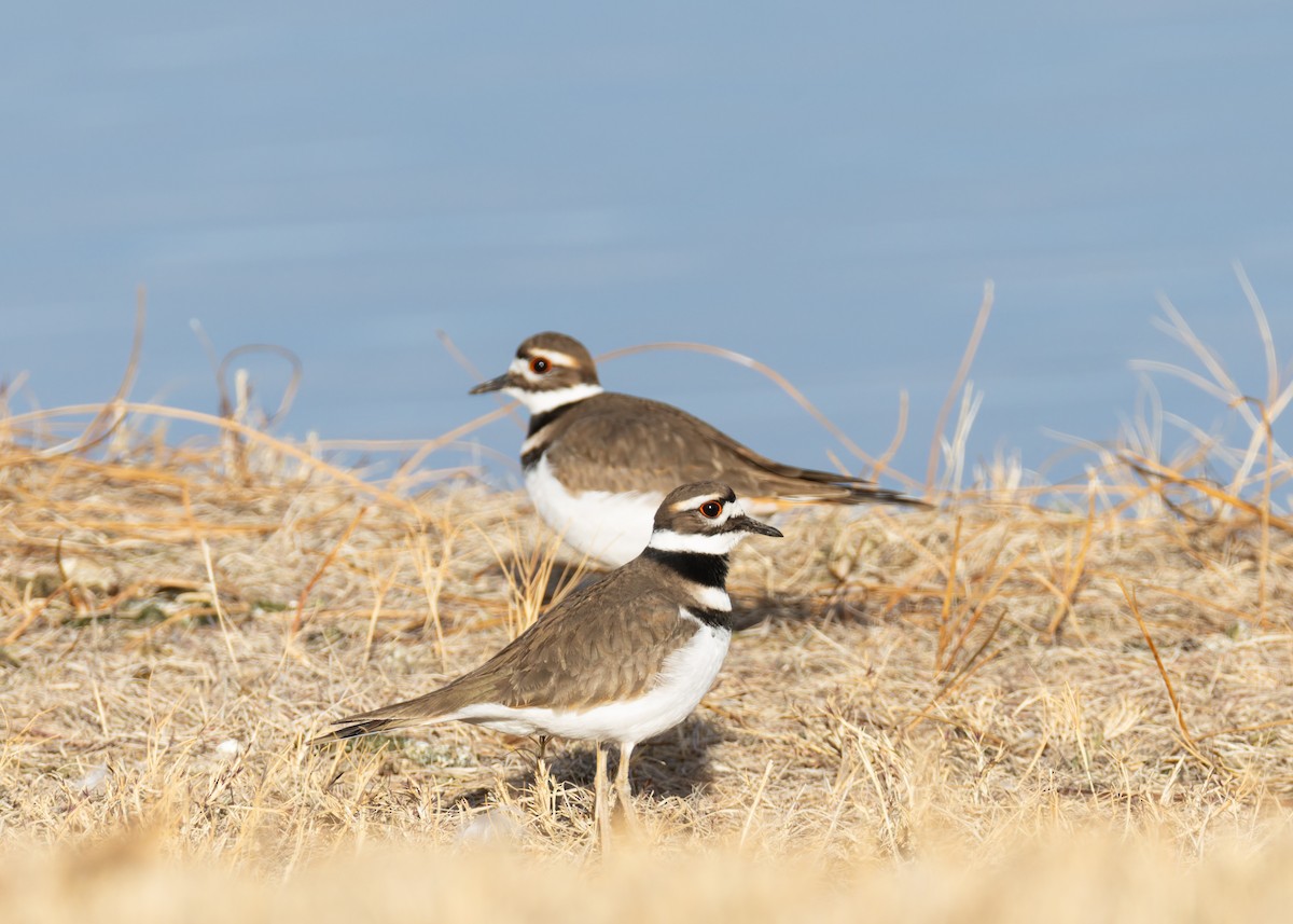 Keilschwanz-Regenpfeifer - ML646771113