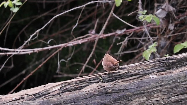 Крапивник - ML646771118