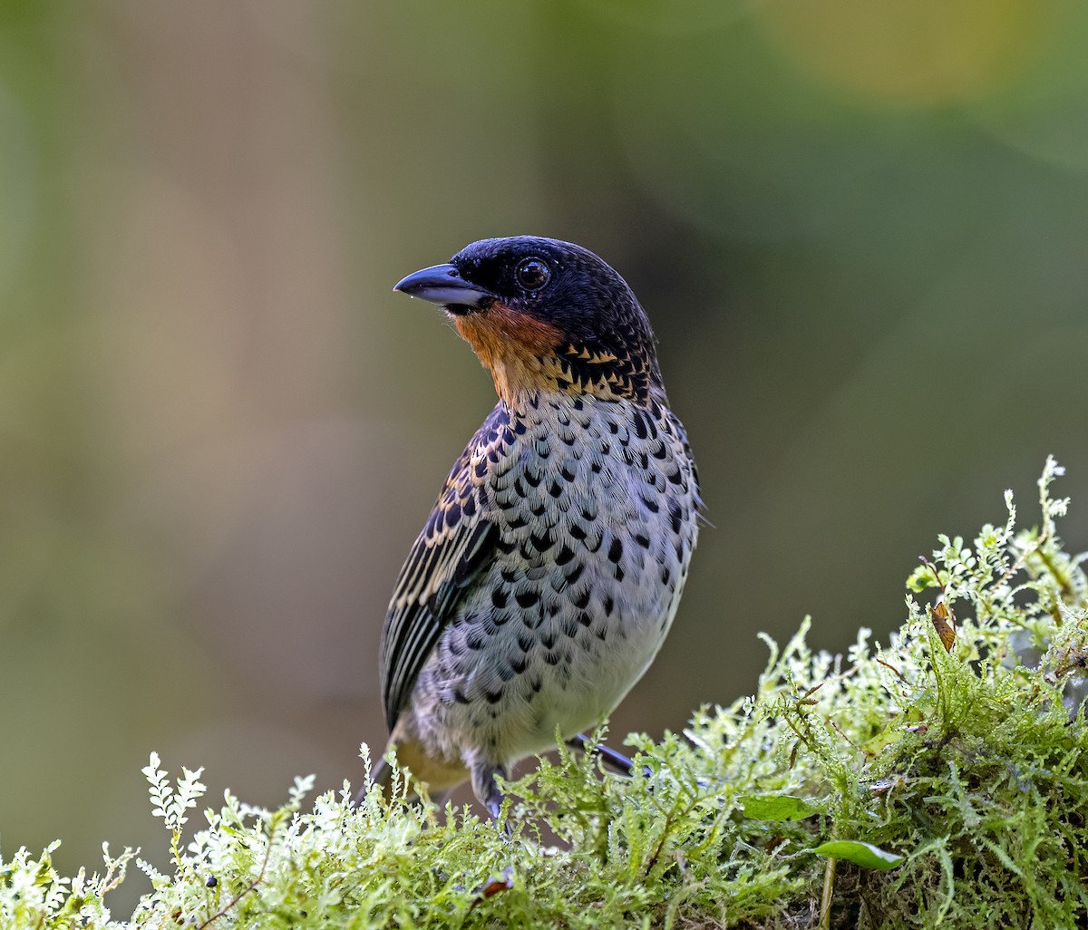 Рыжегорлая танагра - ML646771122