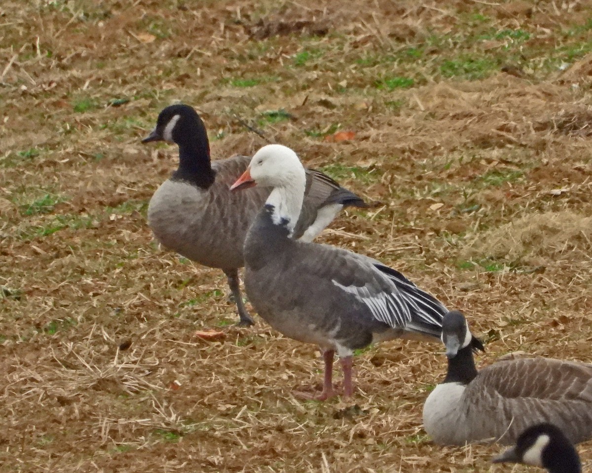 Snow Goose - ML646771124