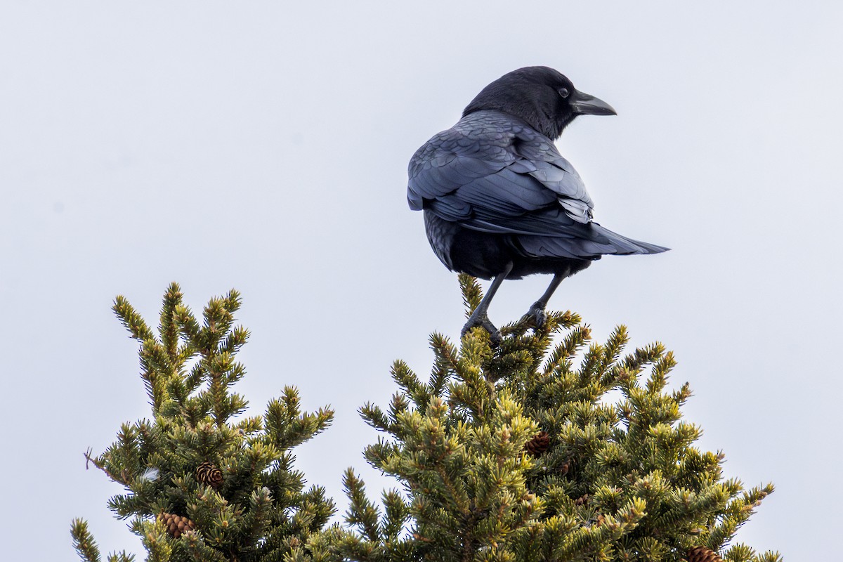 American Crow - ML646771129