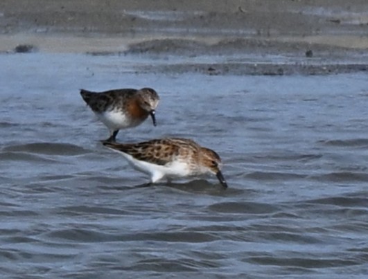 Temminck's Stint - ML646771132