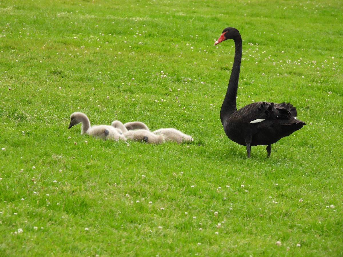 Лебідь чорний - ML646771133