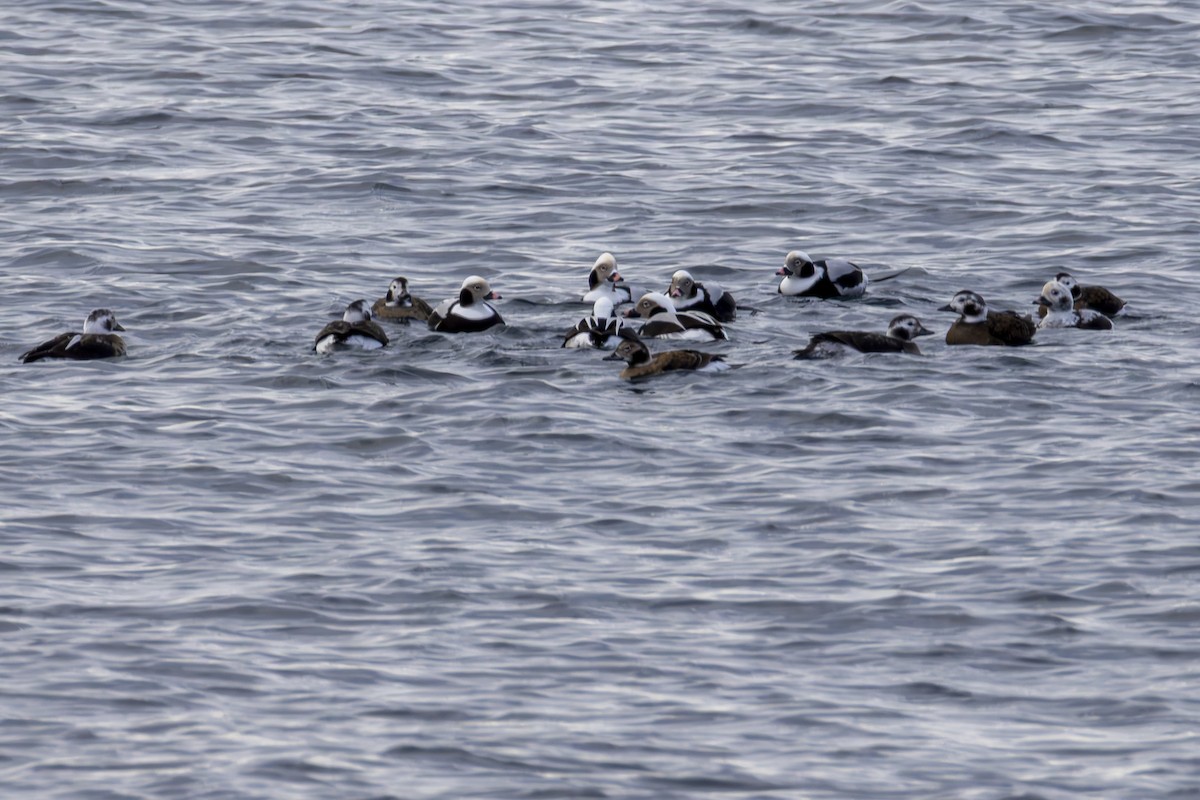 Izotz-ahatea - ML646771136