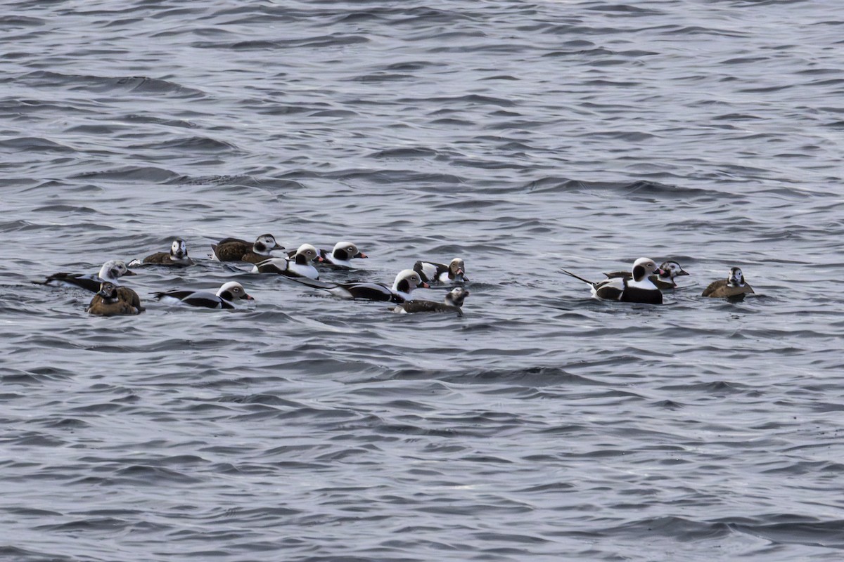 Izotz-ahatea - ML646771137