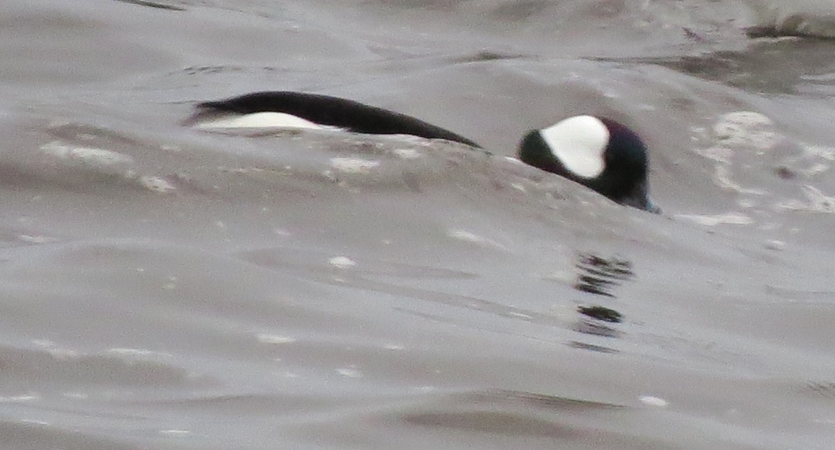 Bufflehead - ML646771147