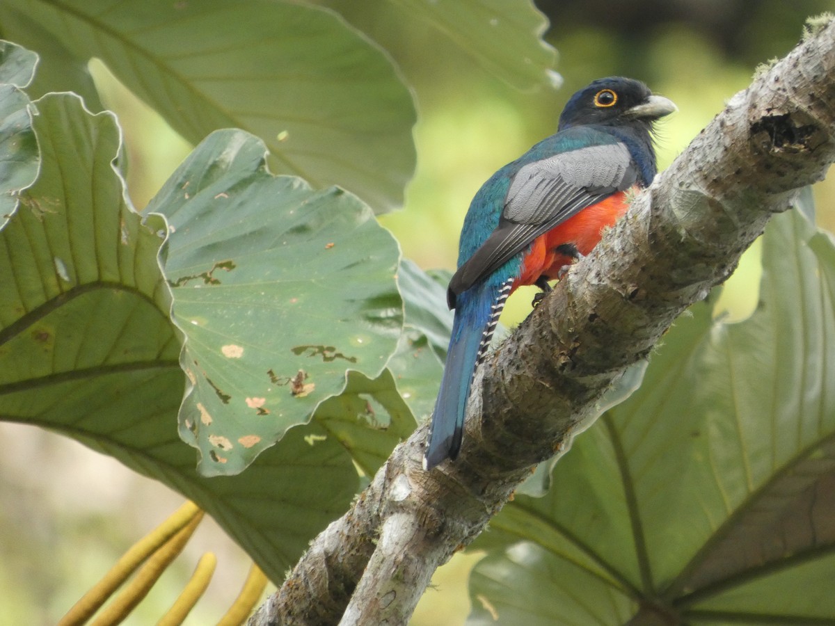 Blue-crowned Trogon - ML646771148