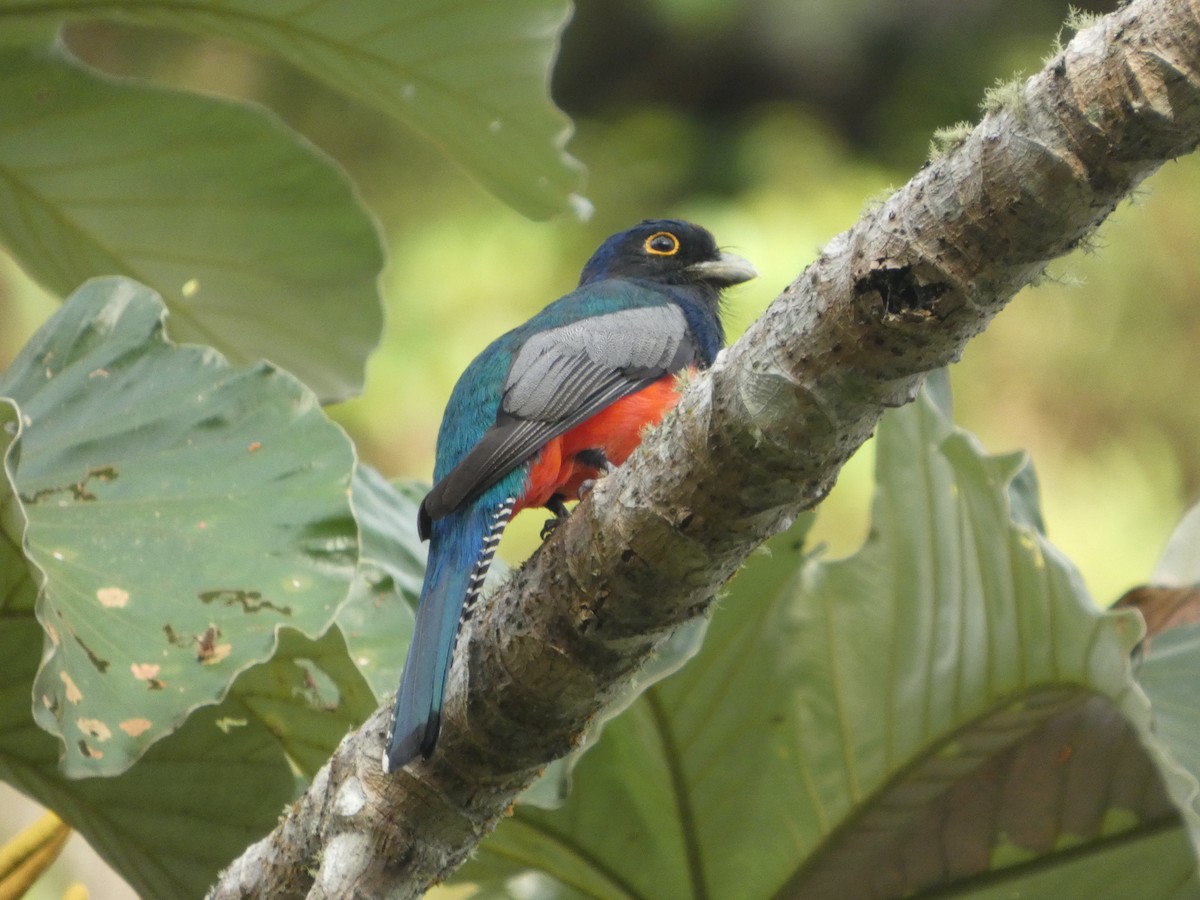 Blue-crowned Trogon - ML646771149