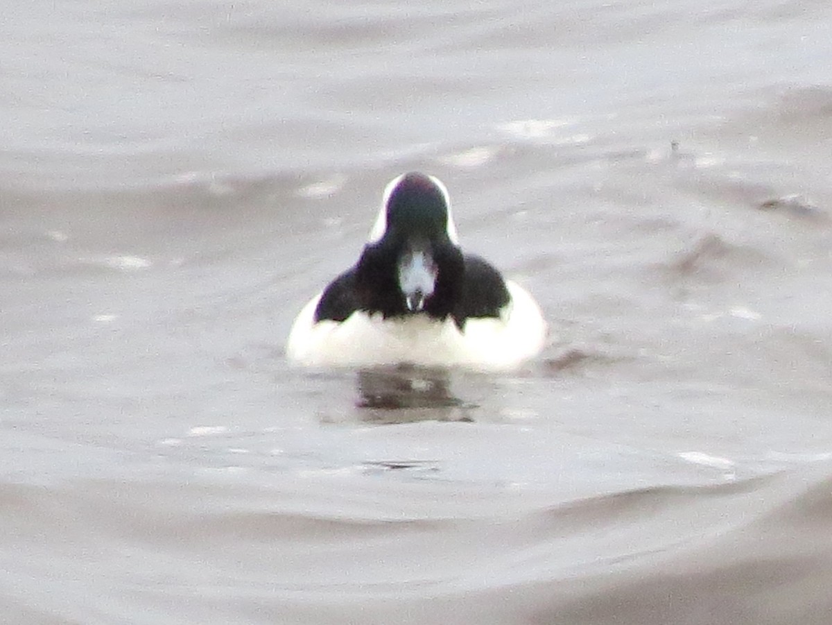Bufflehead - ML646771150