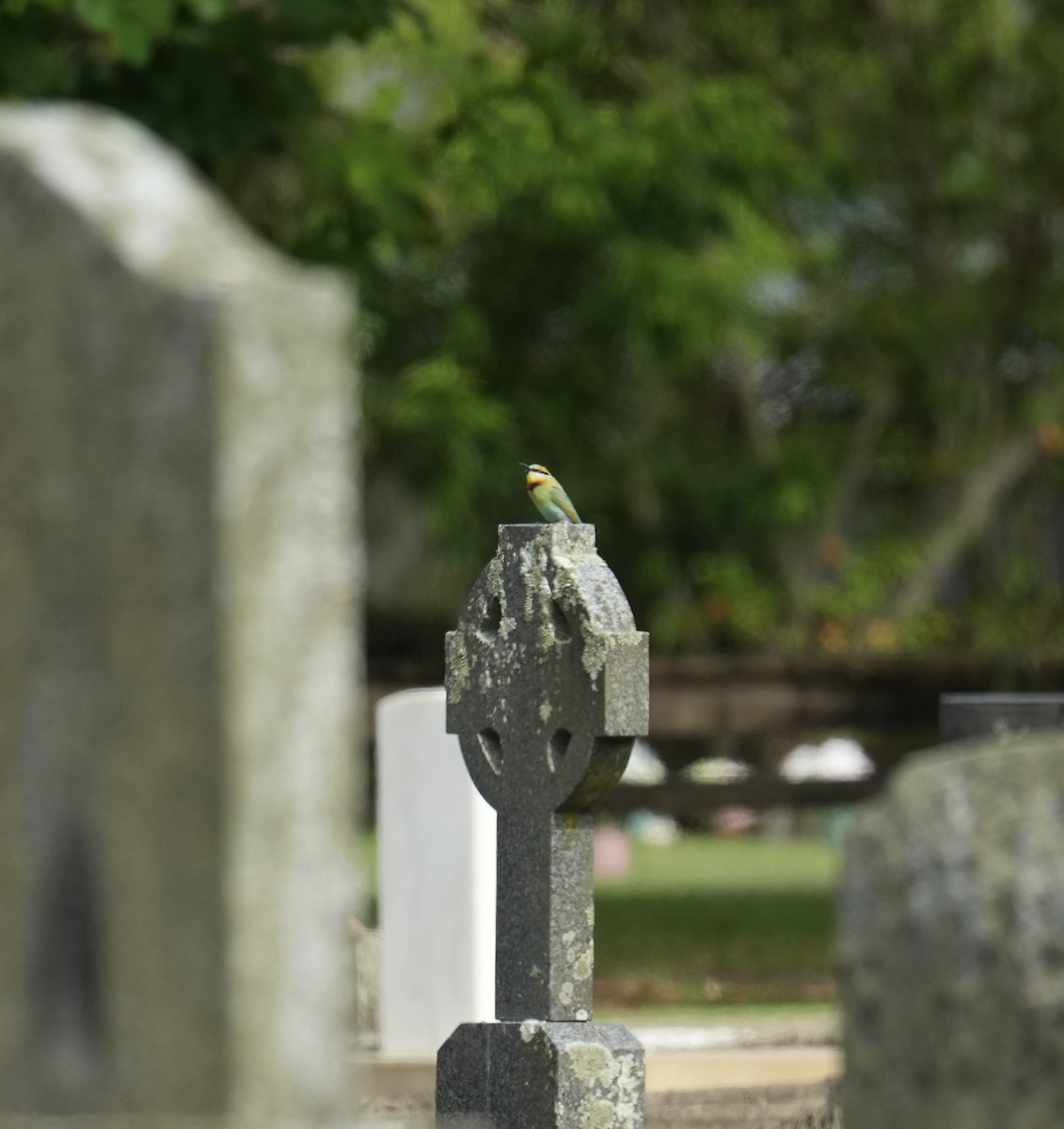 Rainbow Bee-eater - ML646771152