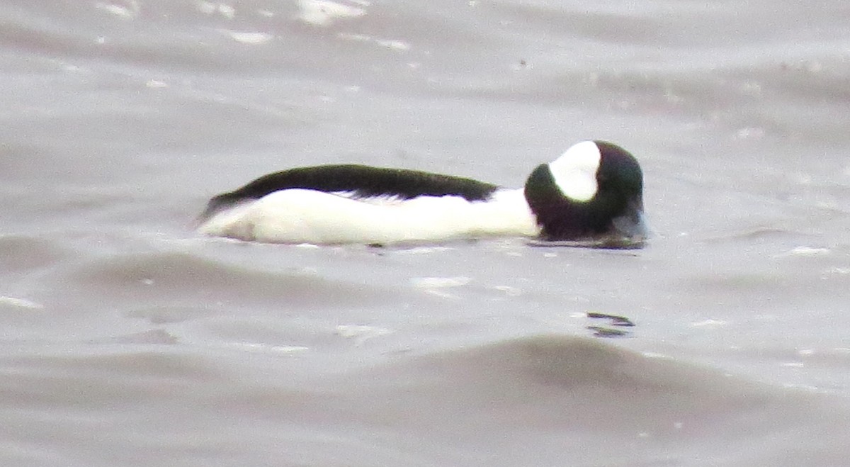 Bufflehead - ML646771157