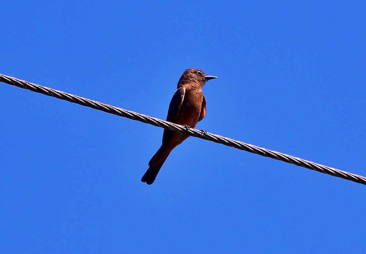 Cliff Flycatcher - ML646771159