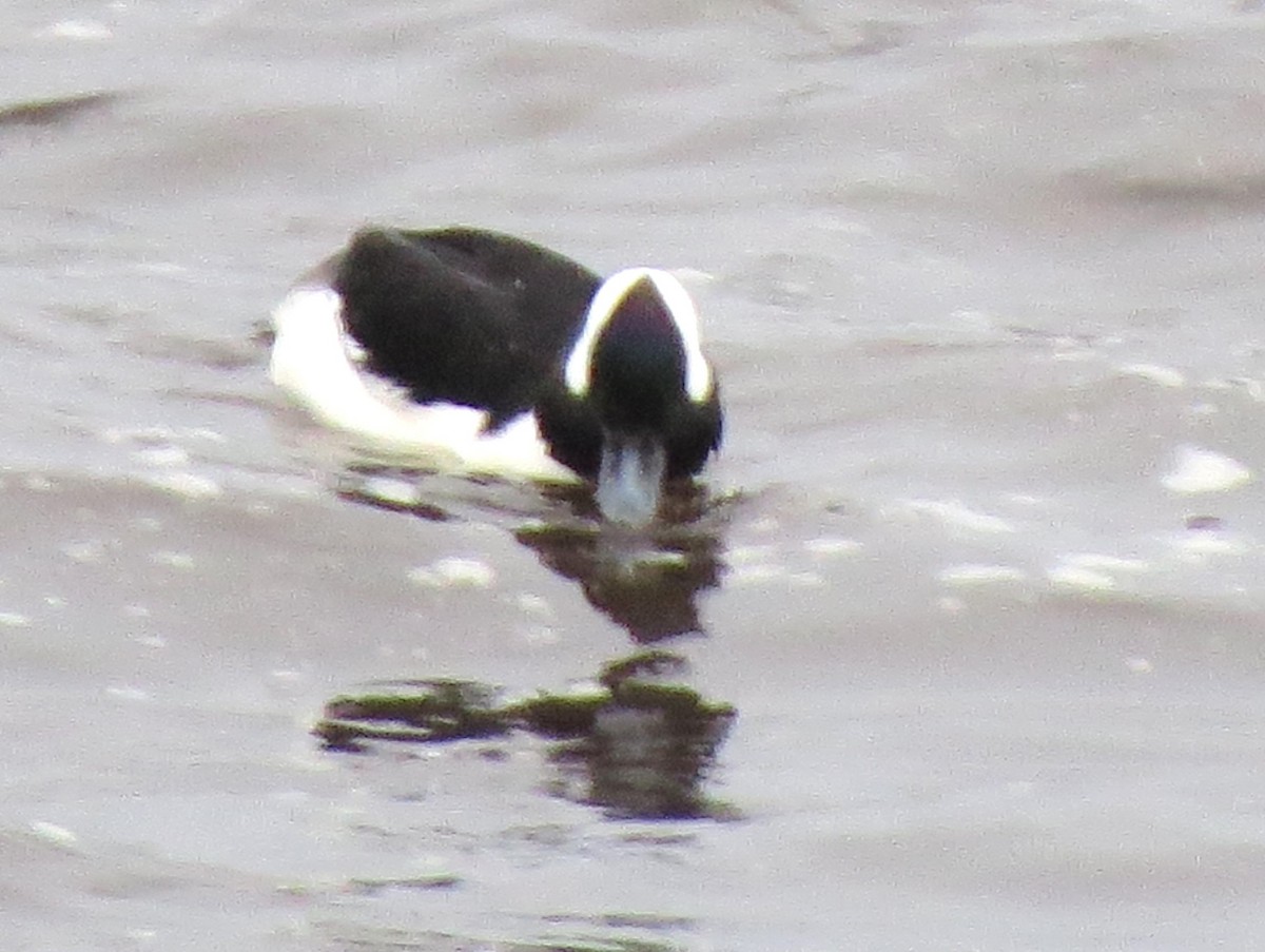 Bufflehead - ML646771160