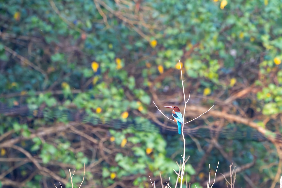 Красноносый зимородок - ML646771166