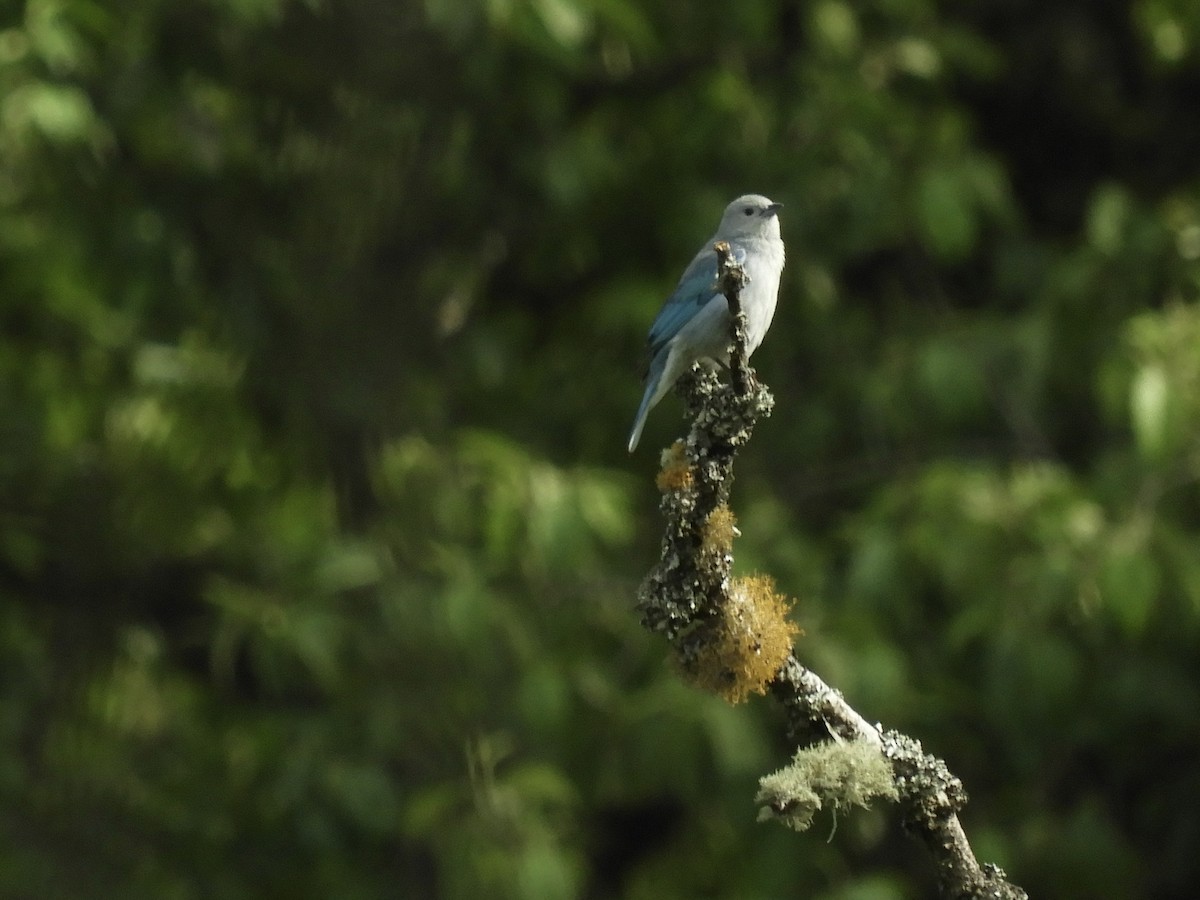 Sayaca Tanager - ML646771168