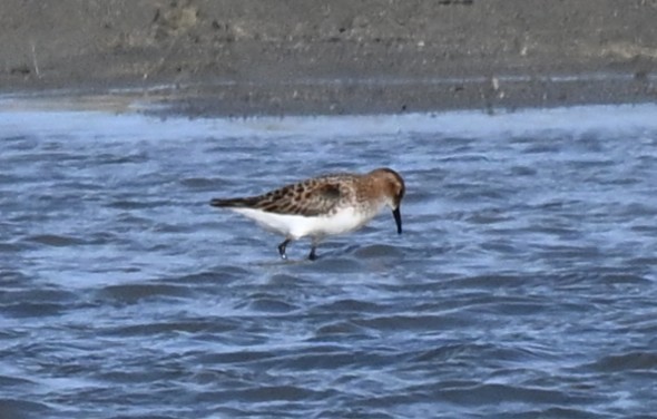 Temminck's Stint - ML646771174