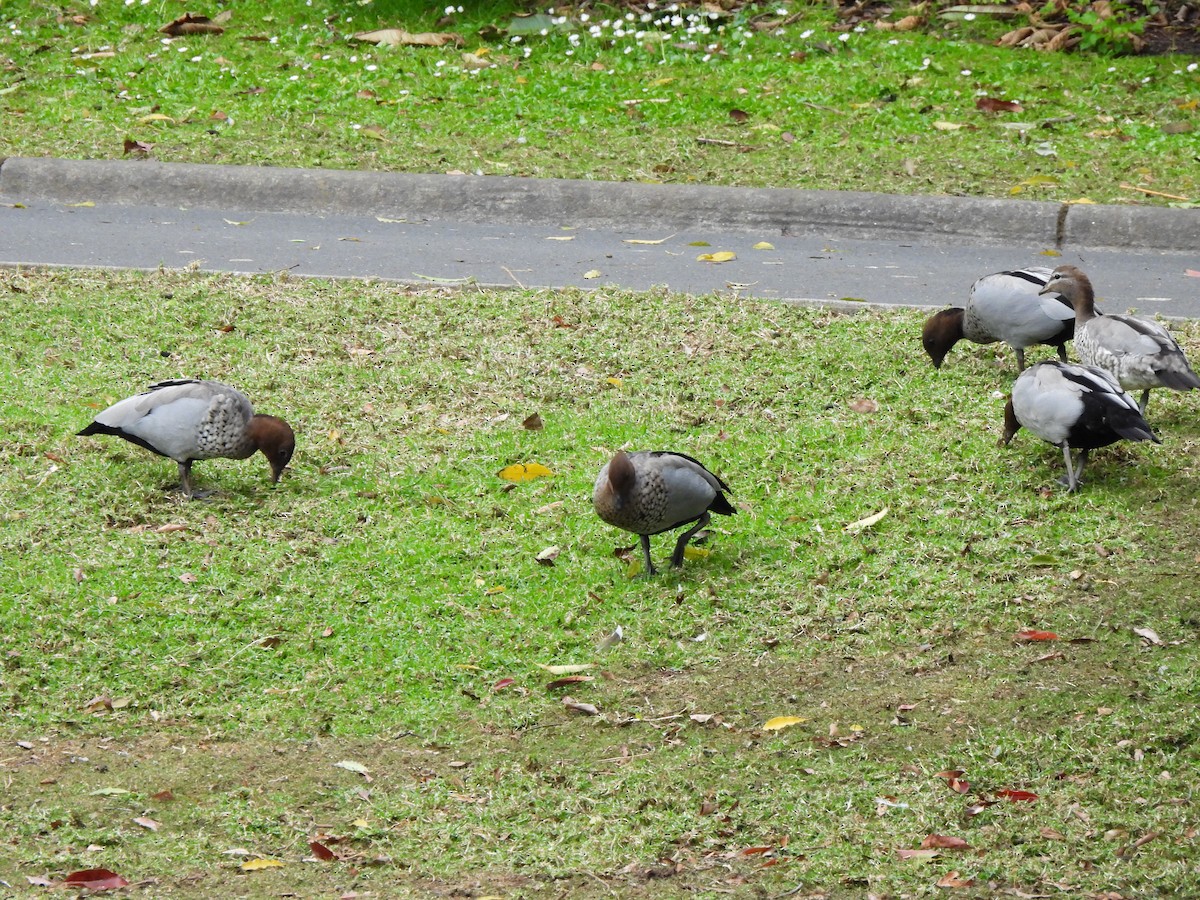 Качка гриваста - ML646771175