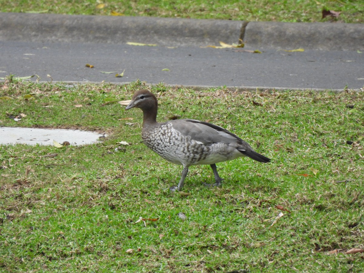 Качка гриваста - ML646771176