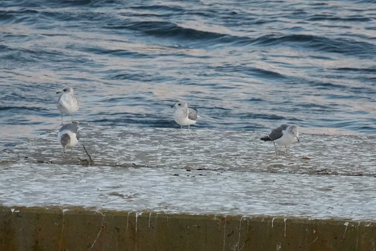 Common Gull (Kamchatka) - ML646771179
