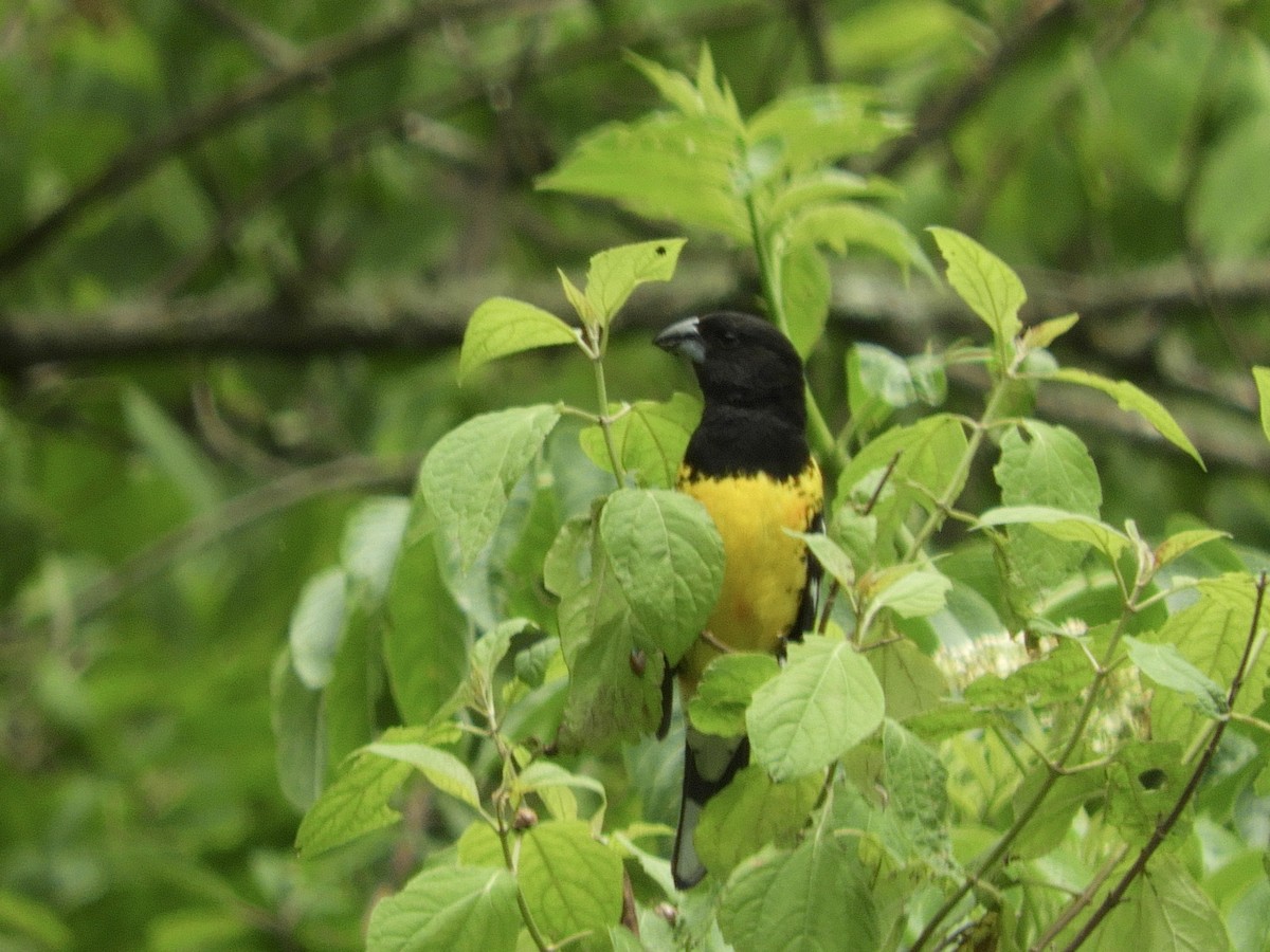Black-backed Grosbeak - ML646771181