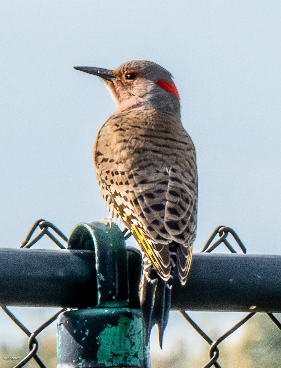 Northern Flicker - ML646771182