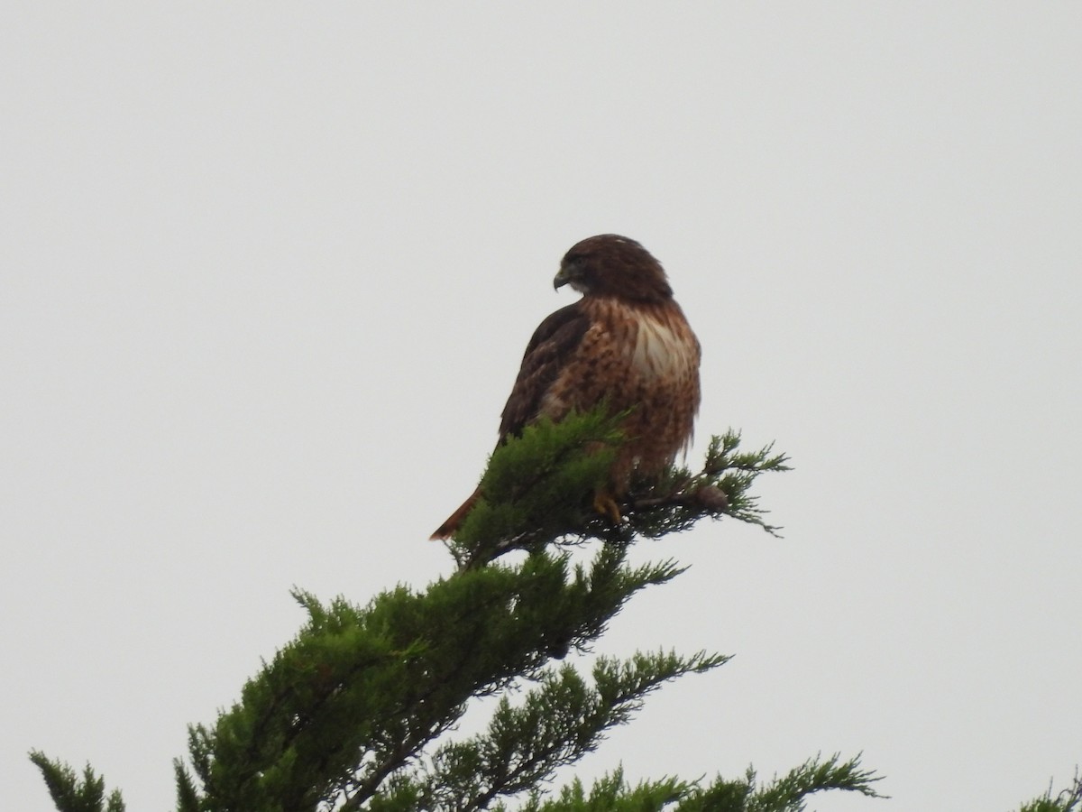 Red-tailed Hawk - ML646771189
