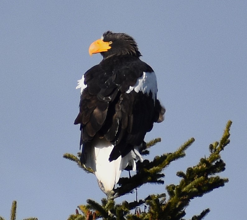 Steller's Sea-Eagle - ML646771192