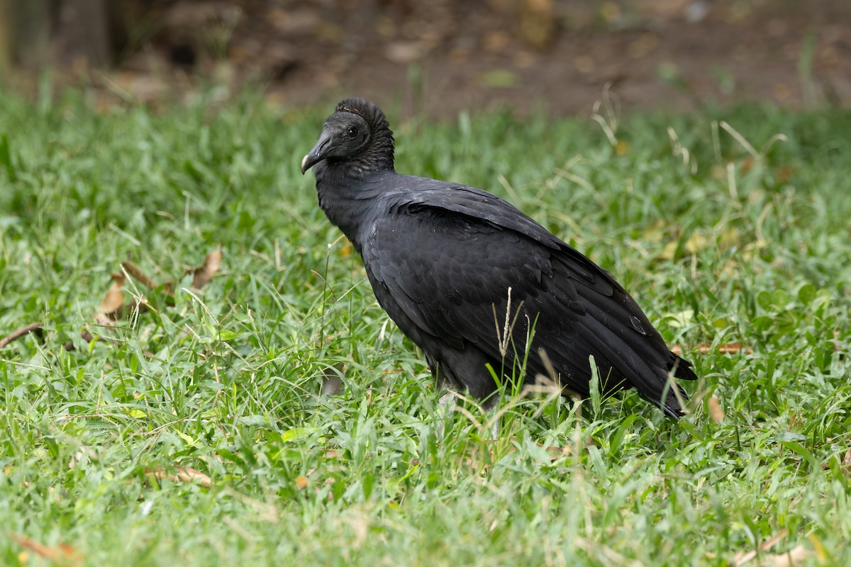 Катарта чорна - ML646771193