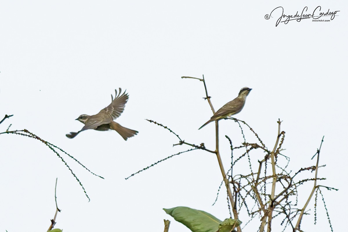 Piratic Flycatcher - ML646771194