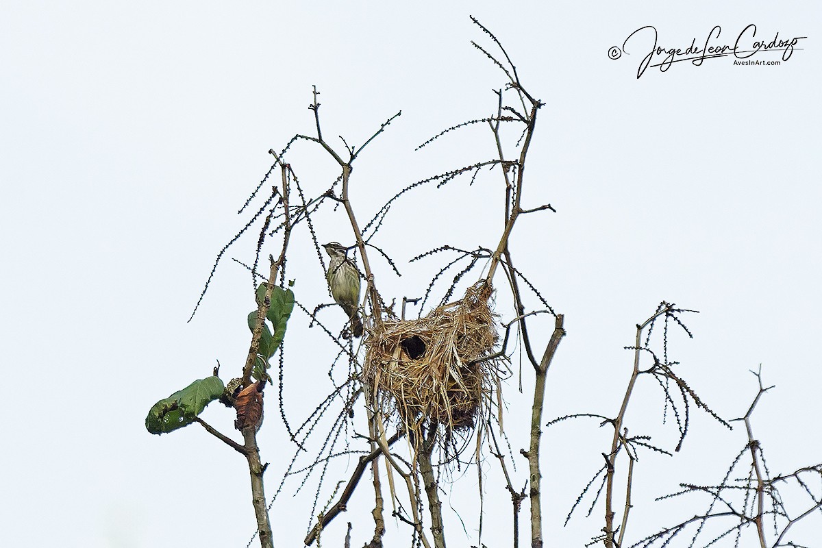 Piratic Flycatcher - ML646771195