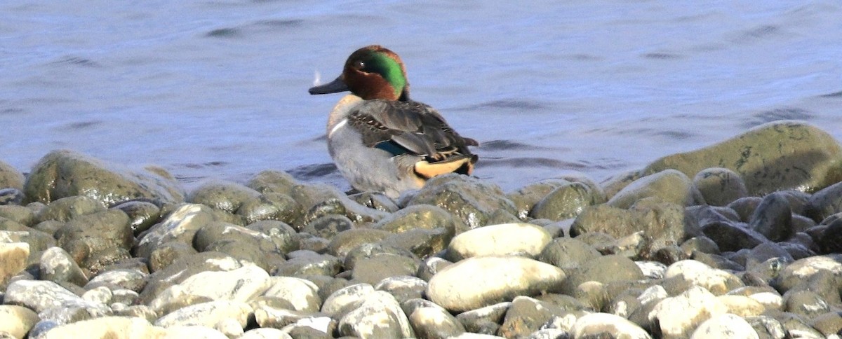 コガモ - ML646771198