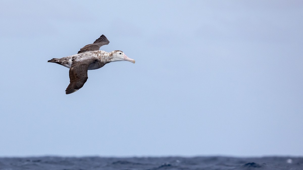 Antipodean Albatross (Gibson's) - ML646771207