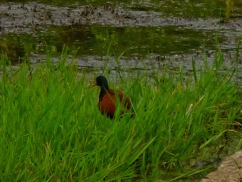 Wattled Jacana - ML646771208