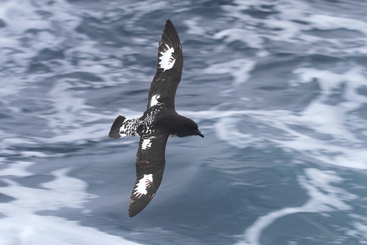 Cape Petrel - ML64677121