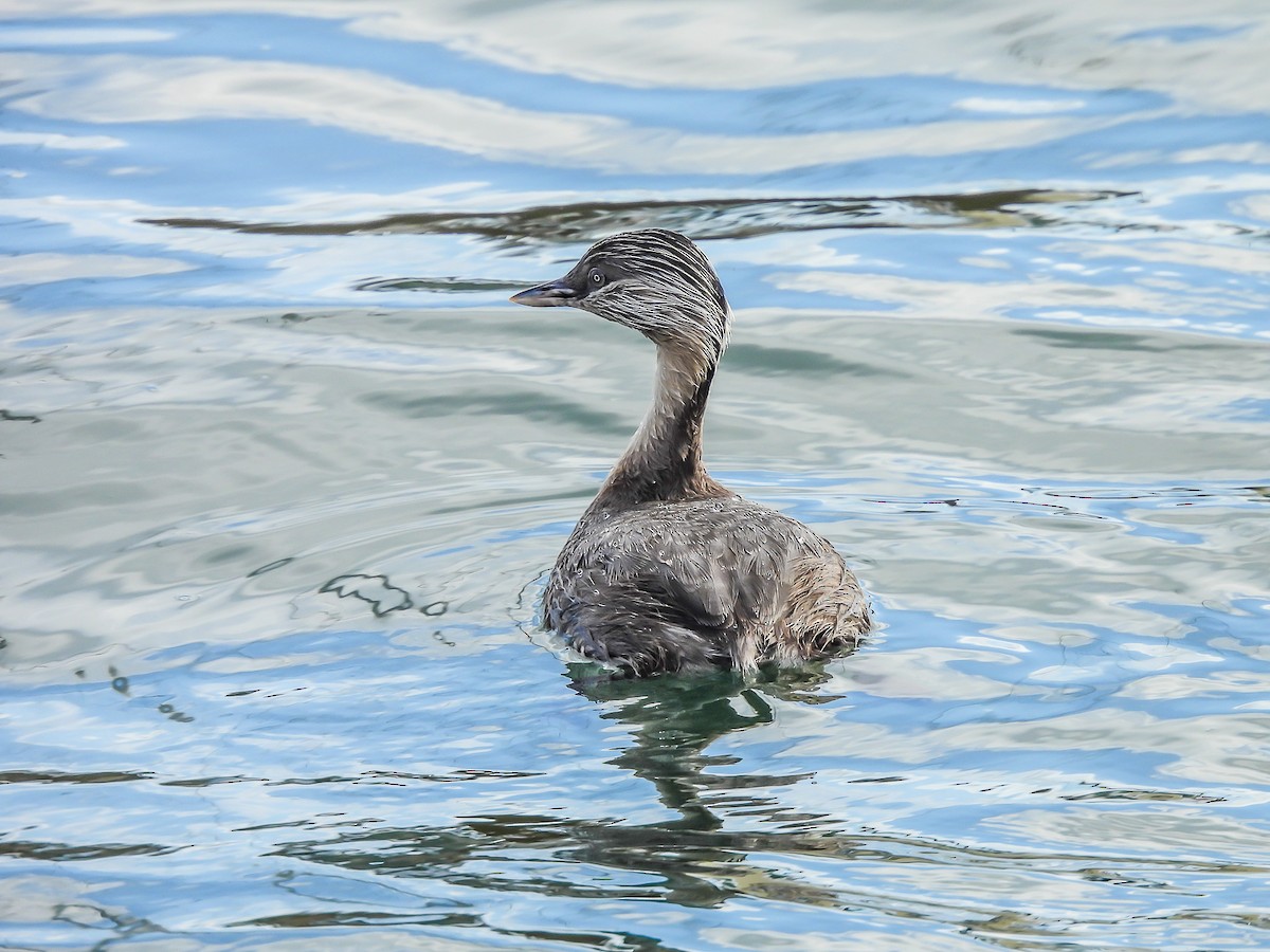 Zampullín Canoso - ML646771219