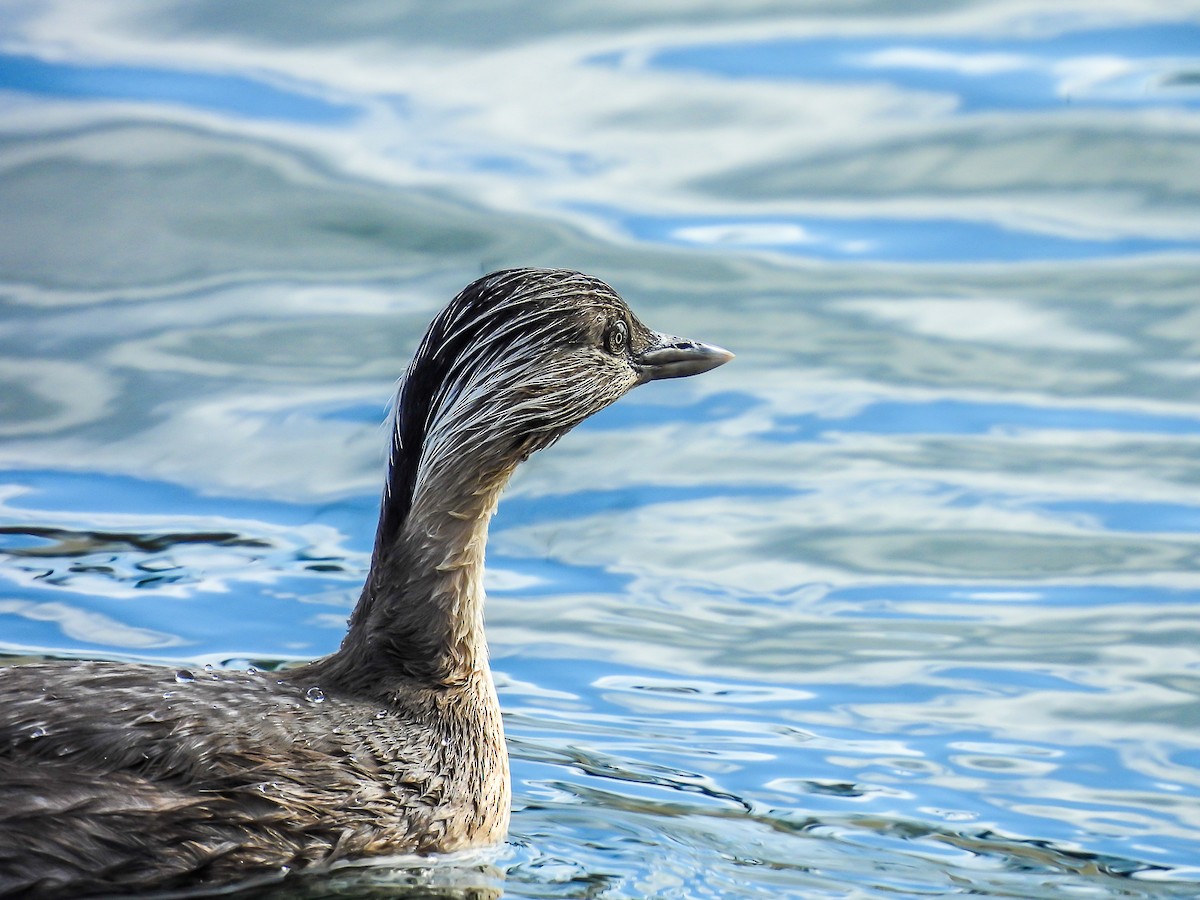 Zampullín Canoso - ML646771220