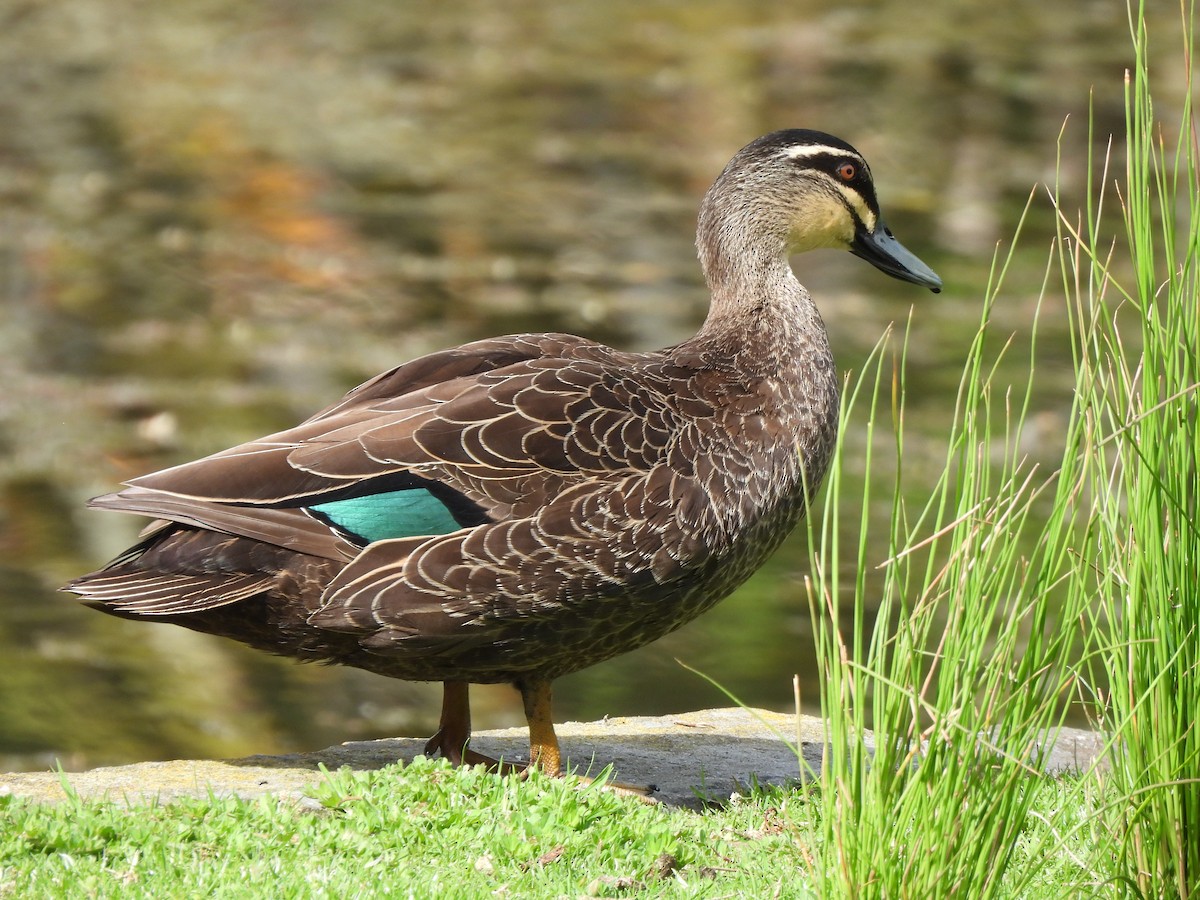 Крижень австралійський - ML646771221