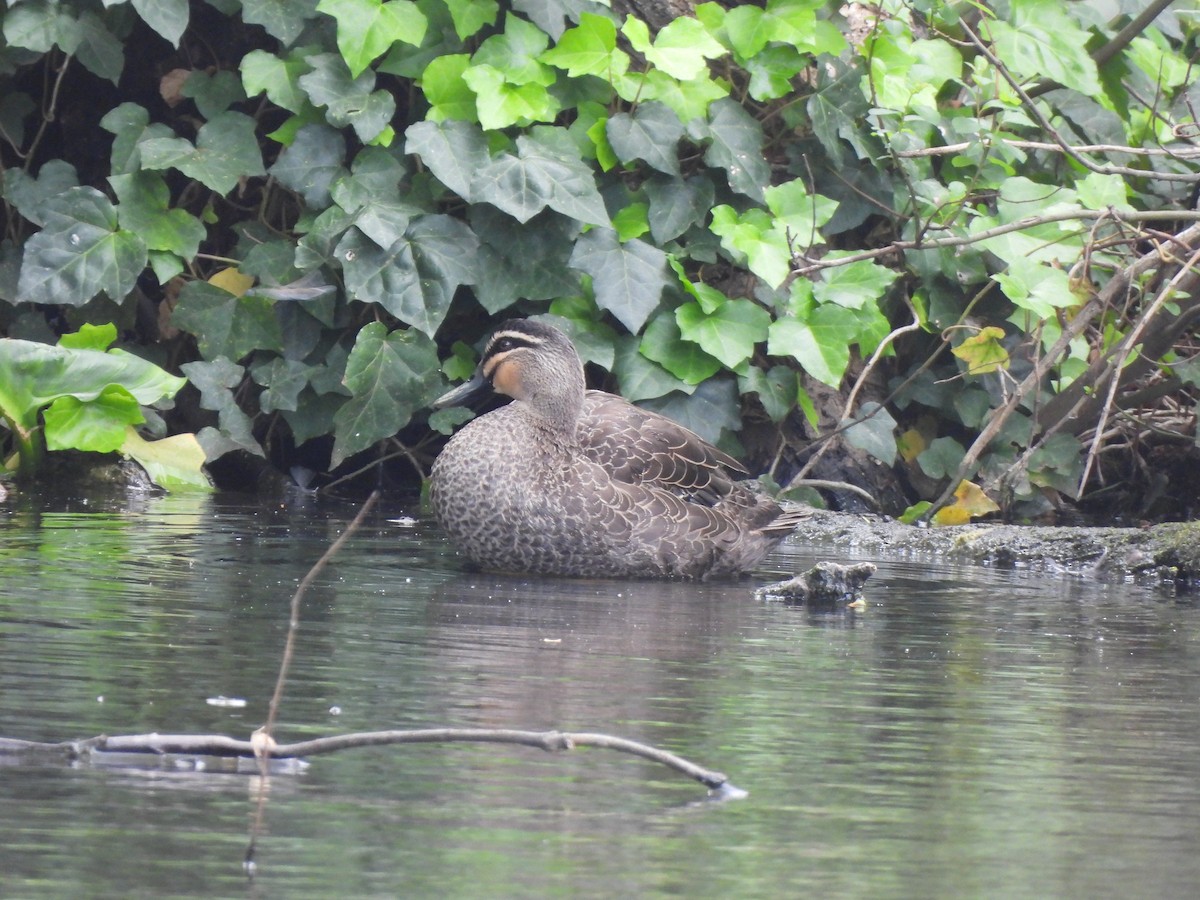 Крижень австралійський - ML646771222