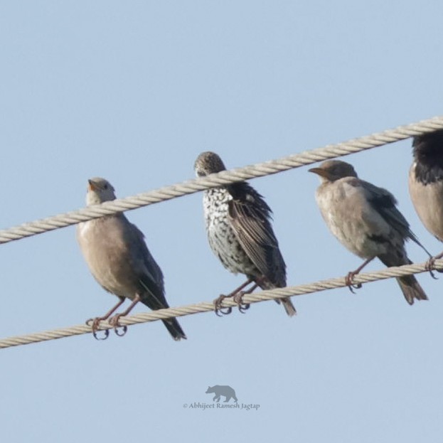 Arabazozo pikarta - ML646771224